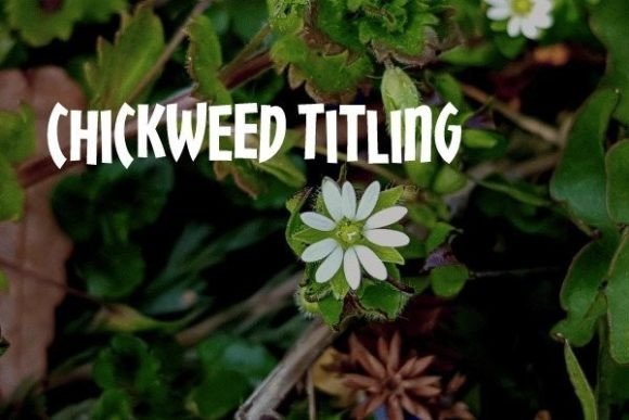 Chickweed Titling: A Unique Display Font for Creative Projects